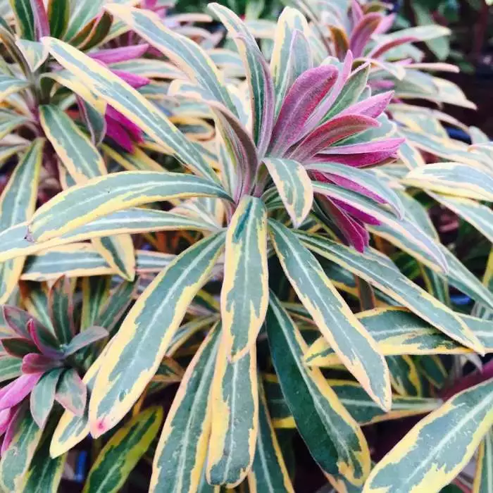 Euphorbia × Martini Ascot Rainbow (PBR) | 2L Pot 3 Euphorbia × Martini Ascot Rainbow (PBR) | 2L Pot