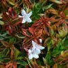 Abelia × Grandiflora Kaleidoscope (PBR) | 2L Pot