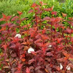 Physocarpus Opulifolius Diable D'Or ('Mindia') (PBR) | 2L Pot