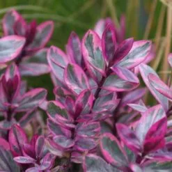 Hebe Rhubarb And Custard ('Tull 302') (PBR) | 2 Litre Pot