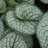 Brunnera Macrophylla Sea Heart (PBR) | 2L Pot 2 Brunnera Macrophylla Sea Heart (PBR) | 2L Pot -Perennial Plants Sales Store PL30003133 a6b5