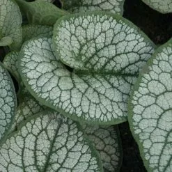 Brunnera Macrophylla Sea Heart (PBR) | 2L Pot