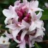 Daphne Perfume Princess ('Dapjur01') (PBR) | 1.5L Pot 1 Daphne Perfume Princess ('Dapjur01') (PBR) | 1.5L Pot -Perennial Plants Sales Store PL30003134 dc64