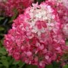 Hydrangea Paniculata Diamant Rouge ('Rendia') (PBR) | 3L Pot