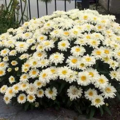 Leucanthemum × Superbum Freak! ('Leuz0001') (PBR) | 2L Pot