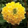 Edgeworthia Chrysantha Grandiflora | 1.5L Pot 2 Edgeworthia Chrysantha Grandiflora | 1.5L Pot -Perennial Plants Sales Store PL30003191 1fb0