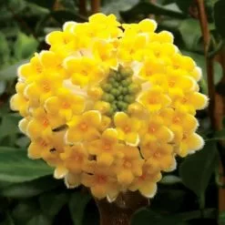 Edgeworthia Chrysantha Grandiflora | 1.5L Pot