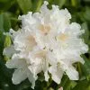 Rhododendron Cunningham's White | 2 Litre Pot -Perennial Plants Sales Store PL30003193 fc34