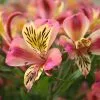 Alstroemeria Cahors (Planet Series) | 2 Litre Pot -Perennial Plants Sales Store PL30003194 42e4