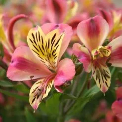 Alstroemeria Cahors (Planet Series) | 2 Litre Pot