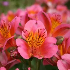 Alstroemeria Sirius (Planet Series) | 2L Pot