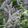 Vitex Agnus-castus Delta Blues ('Piivac-I') | 2L Pot