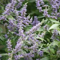 Vitex Agnus-castus Delta Blues ('Piivac-I') | 2L Pot