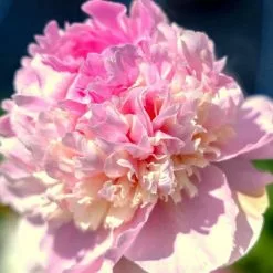 Paeonia Lactiflora Angel Cheeks | 4L Pot