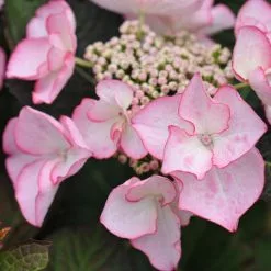 Hydrangea Macrophylla Sheila (Dutch Ladies Series) | 2L Pot