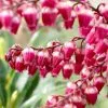 Pieris Japonica Passion (PBR) | 2L Pot -Perennial Plants Sales Store PL30003236 9436