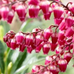 Pieris Japonica Passion (PBR) | 2L Pot