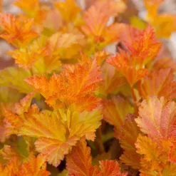 Physocarpus Opulifolius Amber Jubilee ('Jefam') (PBR) | 2L Pot