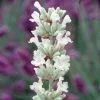 Lavandula Angustifolia Arctic Snow | 2 Litre Pot