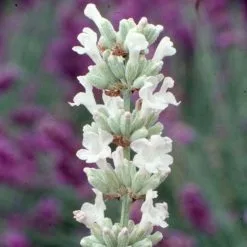 Lavandula Angustifolia Arctic Snow | 2 Litre Pot