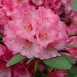 Rhododendron Wine And Roses (PBR) | 3L Pot