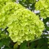 Hydrangea Paniculata Little Lime ('Jane') (PBR) | 2L Pot