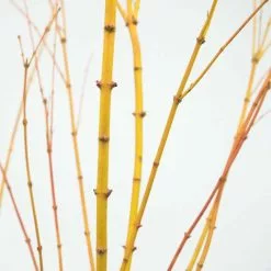 Acer Palmatum Bi Hō | 3L Pot