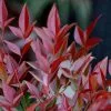 Nandina Domestica Obsessed ('Seika') (PBR) | 2L Pot -Perennial Plants Sales Store PL30003403 b354