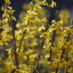 Forsythia × Intermedia Goldrausch | 3L Pot