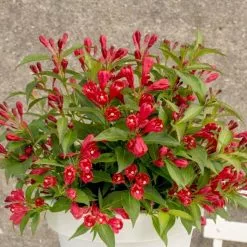 Weigela All Summer Red ('Slingco1') (PBR) | 2L Pot