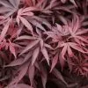 Acer Palmatum Shaina | 3L Pot