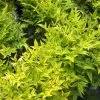 Nandina Domestica Magical Lemon And Lime ('Lemlim') (PBR) | 2L Pot 1 Nandina Domestica Magical Lemon And Lime ('Lemlim') (PBR) | 2L Pot -Perennial Plants Sales Store PL30003447 b7f8