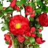 Chaenomeles Speciosa Scarlet Storm (PBR) | 3 Litre Pot