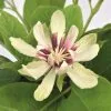 Calycanthus Venus | 3L Pot