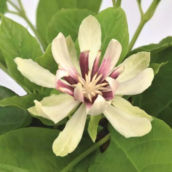 Calycanthus Venus | 3L Pot 3 Calycanthus Venus | 3L Pot