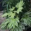 Fatsia Japonica Spider's Web | 2L Pot -Perennial Plants Sales Store PL30003462 19c1