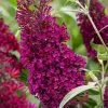 Buddleja Sugar Plum ('Lonplum') (PBR) | 2L Pot -Perennial Plants Sales Store PL30003471 9a64