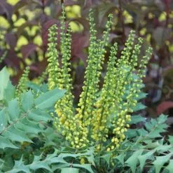 Mahonia × Media Winter Sun | 12L Pot