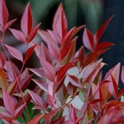 Nandina Domestica Obsessed ('Seika') (PBR) | 12 Lt Pot (0.2-0.3m)