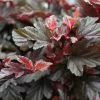 Physocarpus Opulifolius Little Angel ('Hoogi016') (PBR) | 2L Pot
