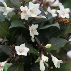 Weigela Ebony And Ivory ('Velda') (PBR) | 2L Pot