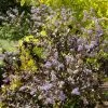 Ceanothus Tuxedo (PBR) | 2L Pot -Perennial Plants Sales Store PL30003511 6cbe