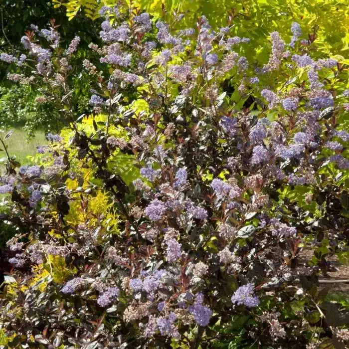 Ceanothus Tuxedo (PBR) | 2L Pot 3 Ceanothus Tuxedo (PBR) | 2L Pot