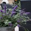 Buddleja Flutterby Petite Blue Heaven ('Podaras No 8') (PBR) (Flutterby Petite Series) | 2 Litre Pot 1 Buddleja Flutterby Petite Blue Heaven ('Podaras No 8') (PBR) (Flutterby Petite Series) | 2 Litre Pot -Perennial Plants Sales Store PL30003512 079f