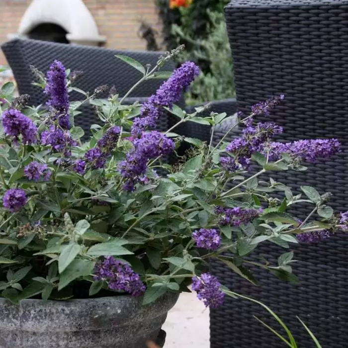 Buddleja Flutterby Petite Blue Heaven ('Podaras No 8') (PBR) (Flutterby Petite Series) | 2 Litre Pot 3 Buddleja Flutterby Petite Blue Heaven ('Podaras No 8') (PBR) (Flutterby Petite Series) | 2 Litre Pot