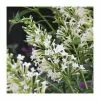 Buddleja Flutterby Petite Snow White ('Podaras No 15') (PBR) (Flutterby Petite Series) | 2L Pot