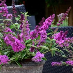Buddleja Flutterby Petite Tutti Fruitti Pink ('Podaras No 13') (PBR) (Flutterby Petite S | 2L Pot
