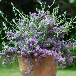 Buddleja × Pikei Unique ('Pmoore12') (PBR) | 2L Pot