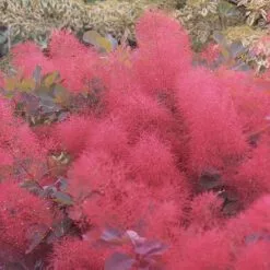 Cotinus Ruby Glow | 3 Litre Pot