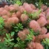 Cotinus Candy Floss | 3L Pot -Perennial Plants Sales Store PL30003628 8f14